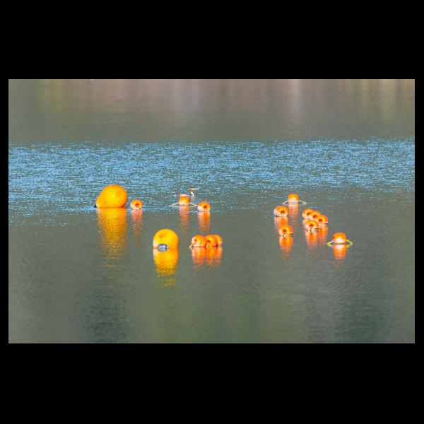 PHOTO84, CLUB, 84 , LUBERON